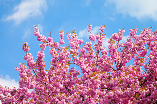 Cherry Blossom on the Blue Sky Background