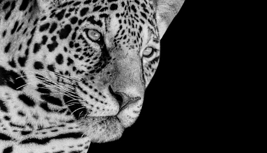 Dangerous Black And White Cheetah Closeup Face On The Black Background