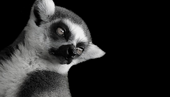 Portrait of a cute young lemur, which is huddled together with friends. Sharp focus on the facing eye.