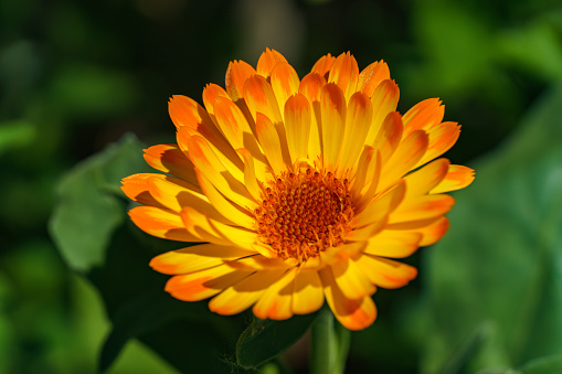 Orange pot marigold or ruddles or common marigold or Scotch marigold (Calendula officinalis) flower close up