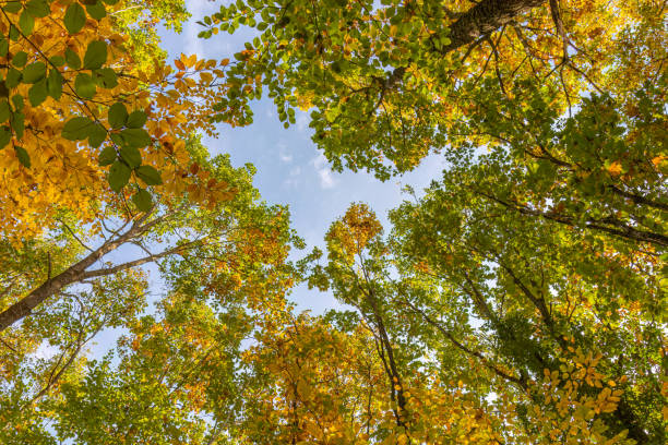 Fall autumn treetops upward view from a ground