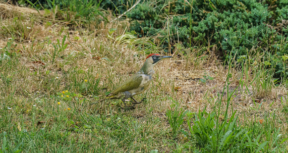 European green woodpecker (Picus viridis) in natural habitat