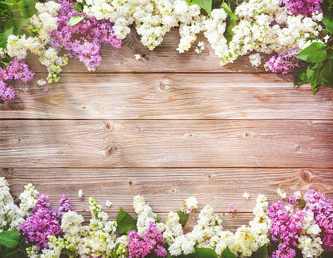 Blooming lilac flowers (syringa vulgaris) on rustic wooden table. Top view banner with copy space