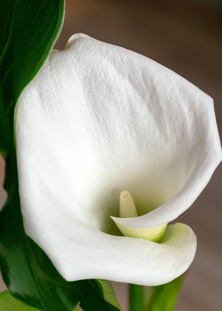 białe kwiaty callas i zielone liście - callas zdjęcia i obrazy z banku zdjęć