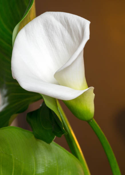 białe kwiaty callas i zielone liście - callas zdjęcia i obrazy z banku zdjęć