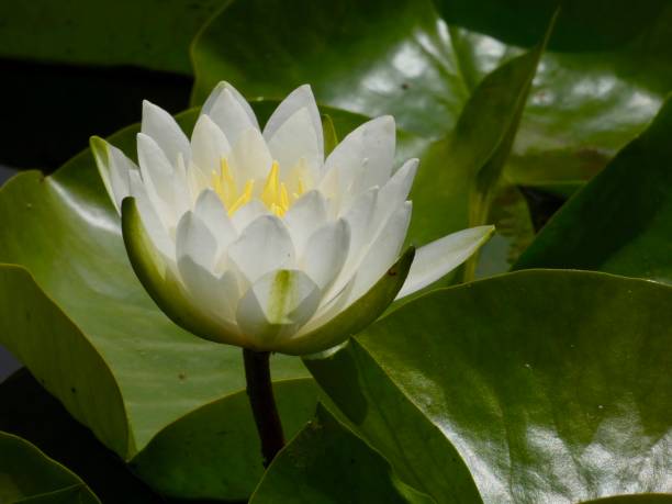 istock Elegant White Water Lily Flower-floating in pond 1471202254