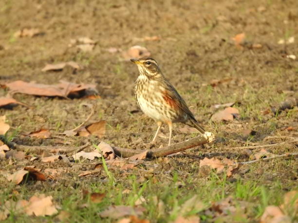 istock Side view of Redwing facing towards the left while standing behind a fallen twig 1471202522