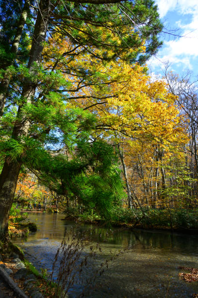 istock Oirase Stream in sunny day, beautiful fall foliage 1471202528