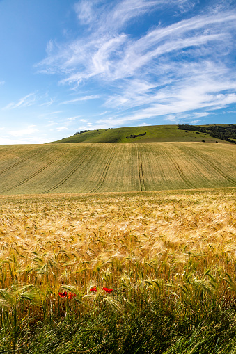 Golden cereal crops in the South Downs in summertime