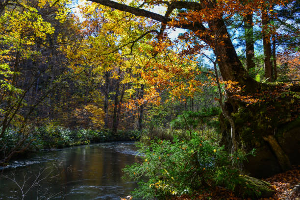 istock Oirase Stream in sunny day, beautiful fall foliage 1471202585