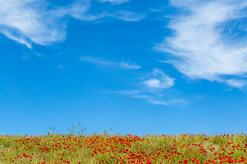 A poppy field in summer with a blue sky overhead