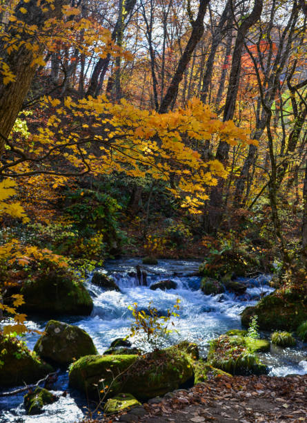 istock Oirase Stream in sunny day, beautiful fall foliage 1471203860