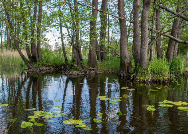 istock landscape with old tree trunks in the water, abstract reflections in the water 1471205494