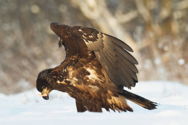 istock Majestic predator White-tailed eagle, Haliaeetus albicilla in Poland wild nature 1471205721