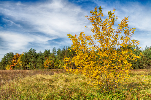 Landscape autumn forest with colourful trees, autumn Poland, Europe and amazing blue sky with clouds, sunny day