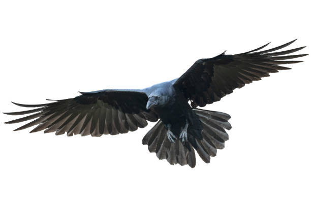 istock Birds flying raven isolated on white background Corvus corax. Halloween 1471206205