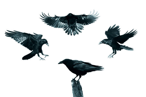 Birds flying raven isolated on white background Corvus corax. Halloween, silhouette of a black bird in flight cut out on a white background for use in graphic arts