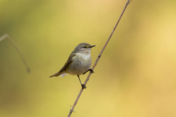 istock Bird - Common chiffchaff Phylloscopus collybita perched on tree Poland Europe 1471206362