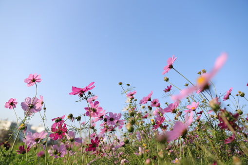 beautiful white and pink cosmos flowers under blue sky.