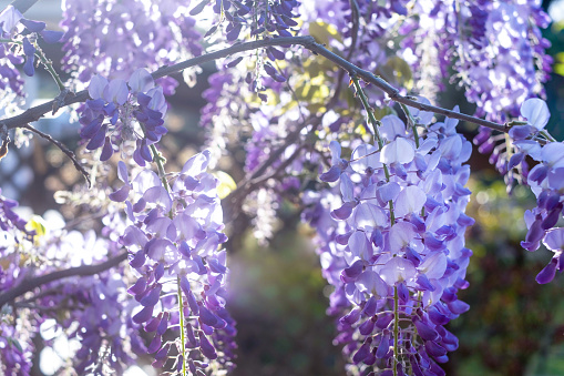 Close-up of a blooming Wisteria