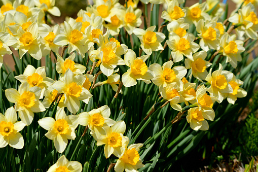 Narcissus is a genus of spring perennial flowering plants of the amaryllis family, Amaryllidaceae. Various common names including daffodil, narcissus, and jonquil are used to describe all or some members of the genus. Narcissus has conspicuous flowers with six petal-like tepals surmounted by a cup- or trumpet-shaped corona. The flowers are generally white and yellow (also orange or pink in garden varieties), with either uniform or contrasting colored tepals and corona.