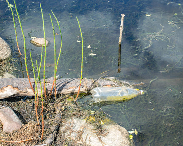 istock a withered river bank showing snail covers, old trees and watergrass 1471210509