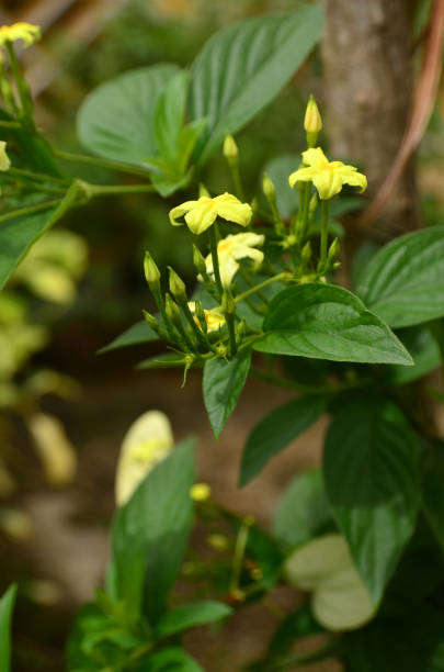 Pseudomussaenda flava Pseudomussaenda flava flower is blooming on the tree. The color of the petals is yellow with dense green leaves. This species is also known as Yellow Mussaenda, Dwarf Mussaenda, Dwarf Yellow Mussaenda, White Wing mussaenda stock pictures, royalty-free photos & images