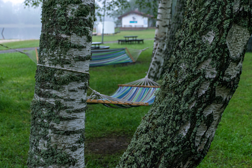 summer fog landscape in the morning with colorful fabric hammocks in the birch grove