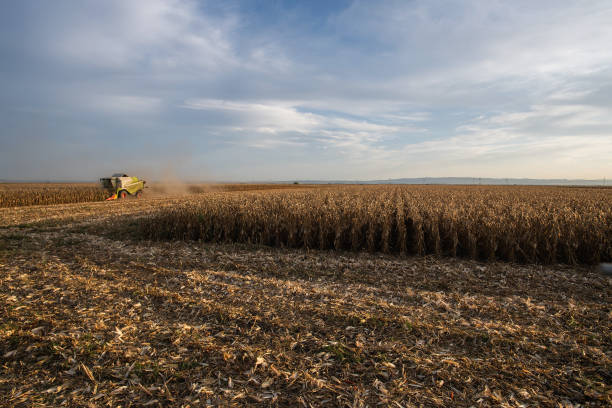 istock Combine harvester in evening action 1471212643