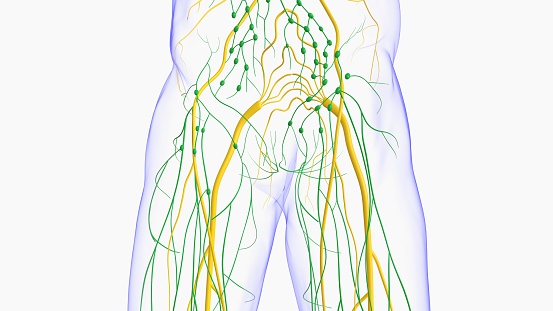 Computedl tomography image of the abdominal and pelvic regions.