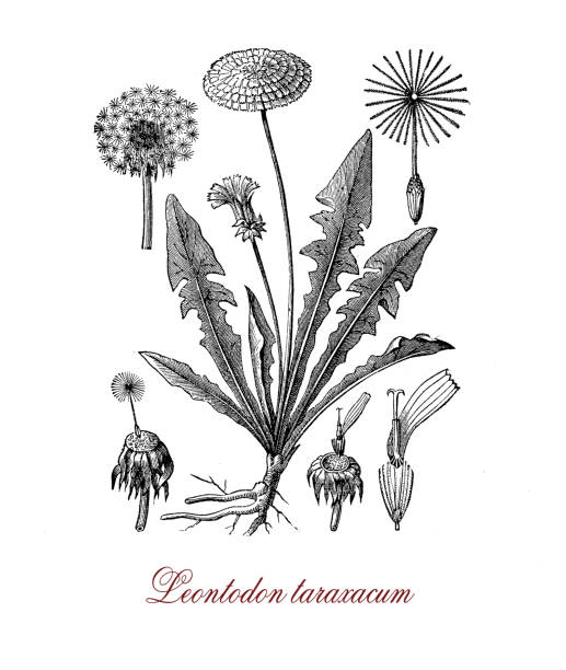 Botanical vintage engraving of Leontodon taraxacum or common dandelium Botanical vintage engraving of Leontodon taraxacum or common dandelium weed used as medical herb or in food preparation (dandelion wine).The yellow flowers turn in round balls dispersed with the wind known as blowballs dandelion clock stock illustrations