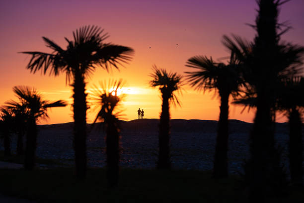 Palm trees and shiny sea in Florida