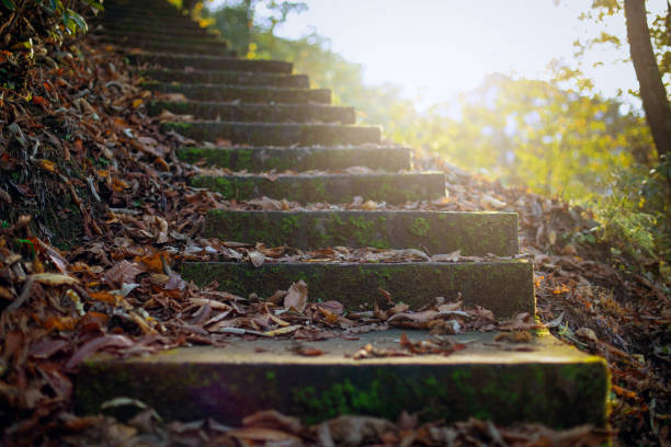 istock Abandoned stairs in the forest 1471219079