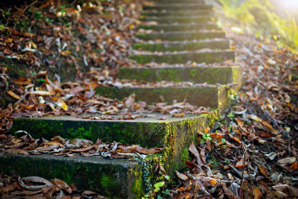 istock Abandoned stairs in the forest 1471219080