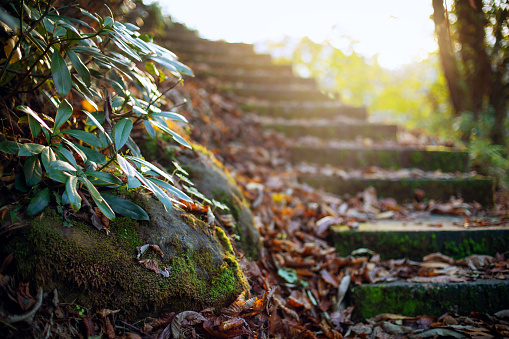 Steps leading up through a tree area in Roseberry Topping, Middlesborough, North Yorkshire.