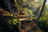 Vintage stairs in the forest