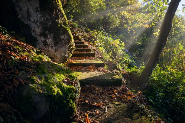 Photo of Vintage stairs in the forest