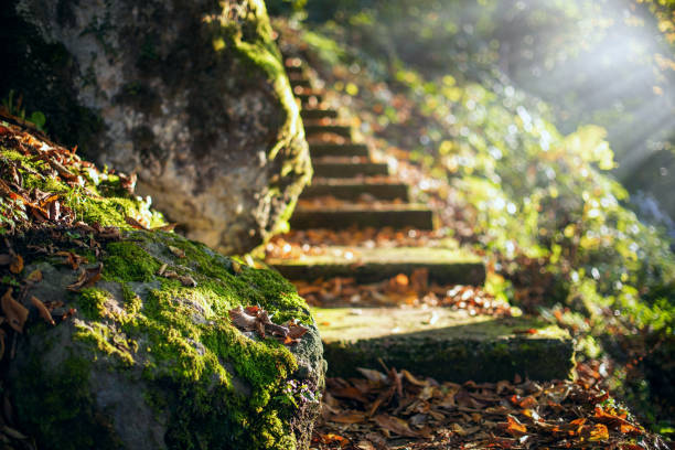 istock Vintage stairs in the forest 1471219193