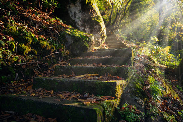 istock Vintage stairs in the forest 1471219194