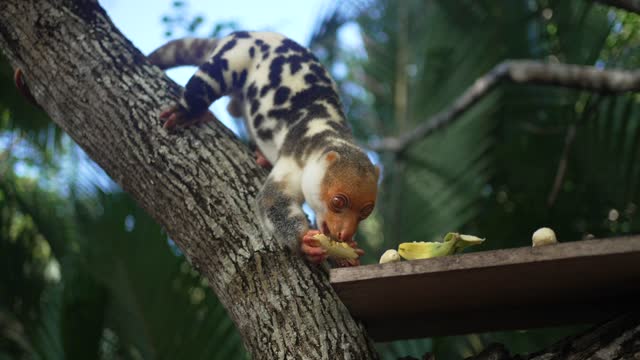 Close up shot of a cuscus in a tree eating