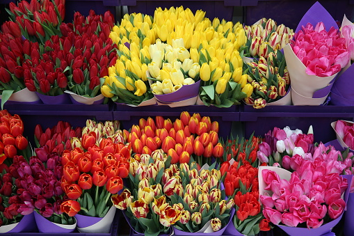 Tulips bouquet with yellow and red colorful flowers. Present for March 8, International Women's Day. Holiday spring decor