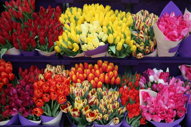 bukiet tulipanów z żółtymi i czerwonymi kolorowymi kwiatami. obecny na 8 marca, międzynarodowy dzień kobiet. wakacyjny wiosenny wystrój - kwiaciarnia zdjęcia i obrazy z banku zdjęć