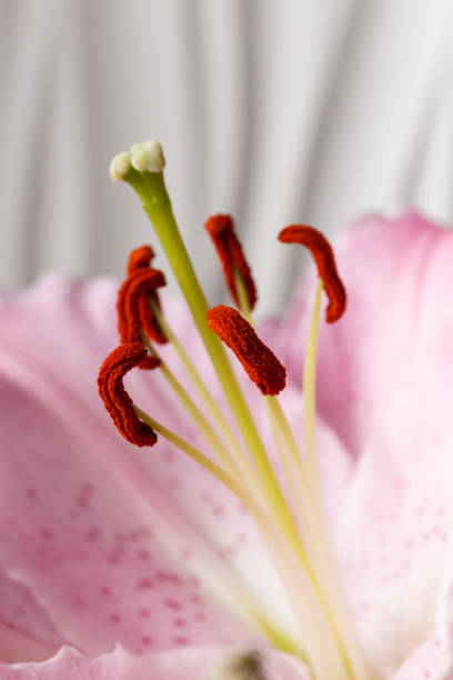 Blossoming pink lily flower close-up on a white background. Blooming lily macro photography.