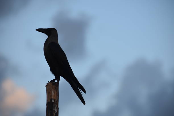 istock crow against the backdrop of a blue sky 1471222567
