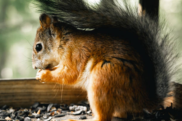 istock Squirrel in the birdhouse 1471226055
