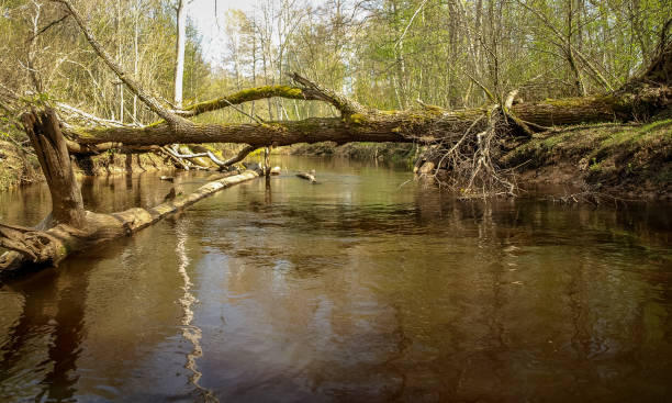 istock landscape with a small wild river bank, fallen tree trunks crossing the river, first spring greenery, view from a fishing boat 1471226777