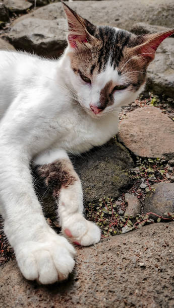 istock Close-up of a cat lying on a stone floor 1471227007