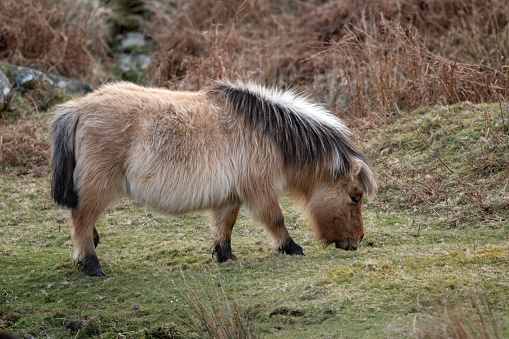 Long hair on the Dartmoor pony needed for the harsh winters