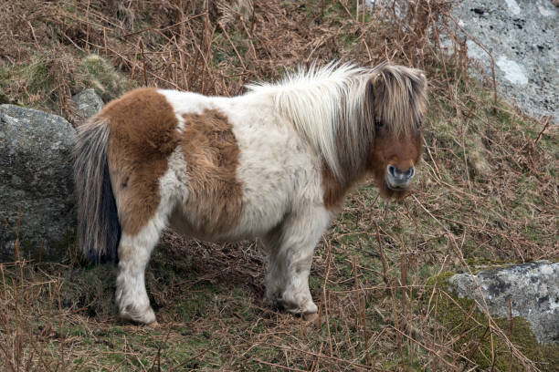 istock Fluffy cute pony on Dartmoor 1471227080