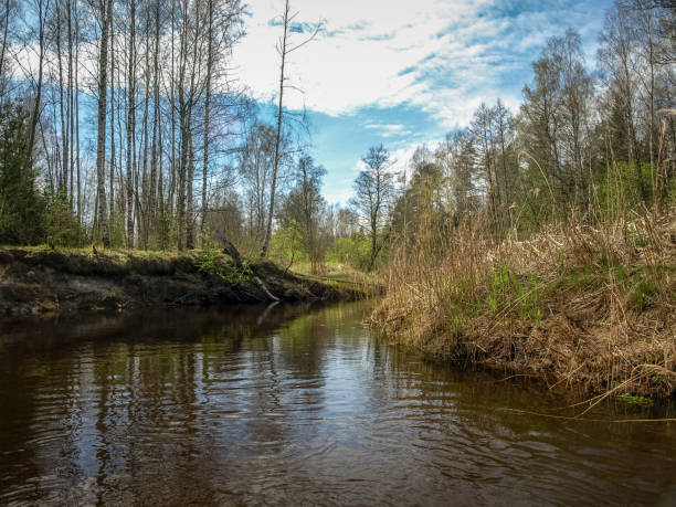 istock landscape with a small wild river bank, the first spring greenery, last year's reeds, tree reflections in the water 1471227191